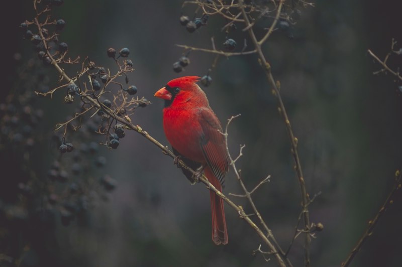 Songbird perching on backyard wooden feeder during optics and AI recognition field evaluation